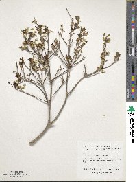 Enkianthus perulatus image