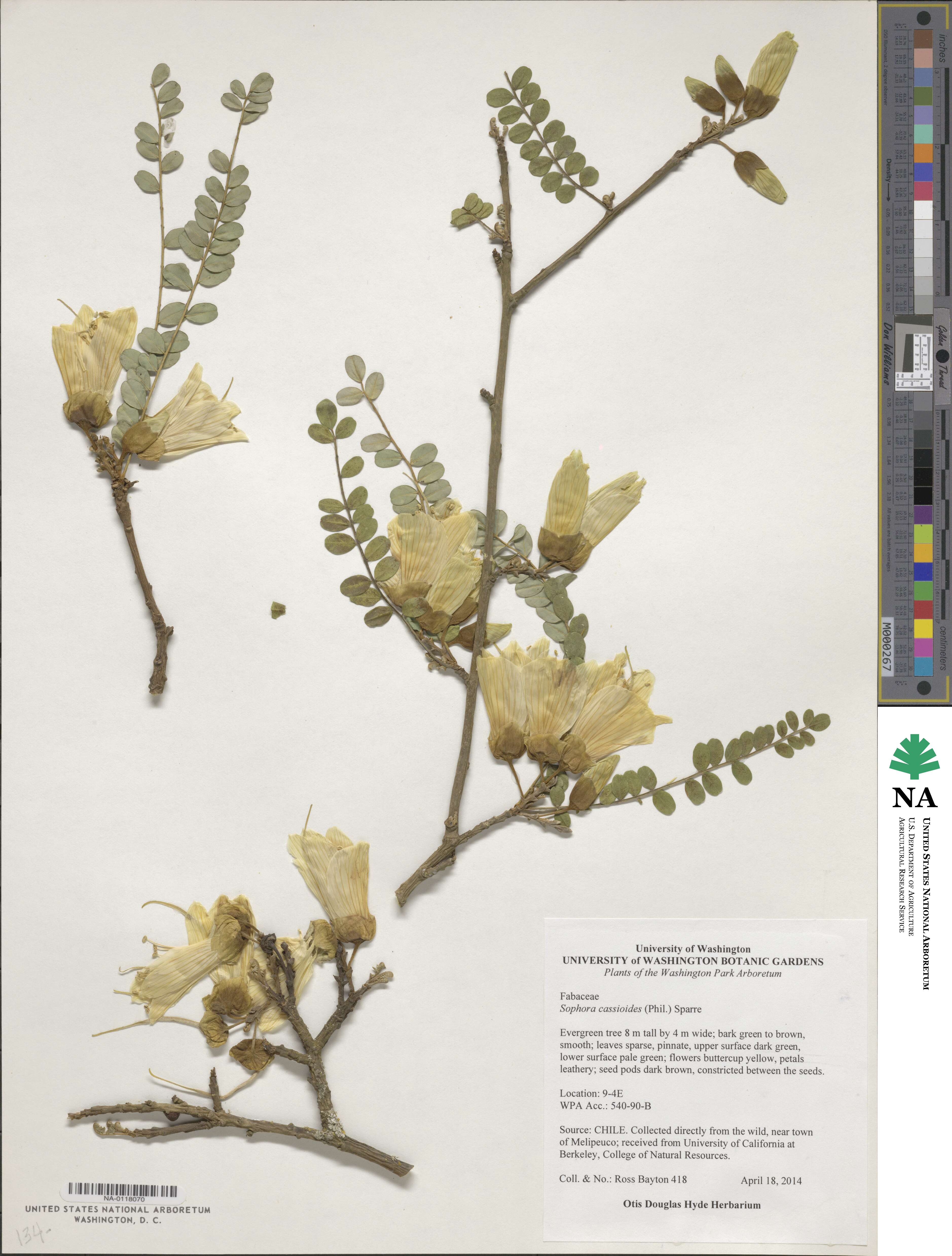 Sophora cassioides image