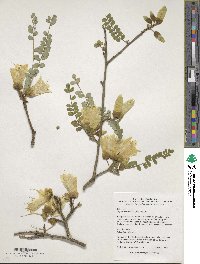 Image of Sophora cassioides