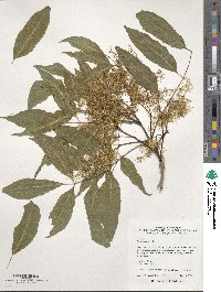 Fraxinus ornus image