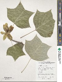 Liriodendron chinense image