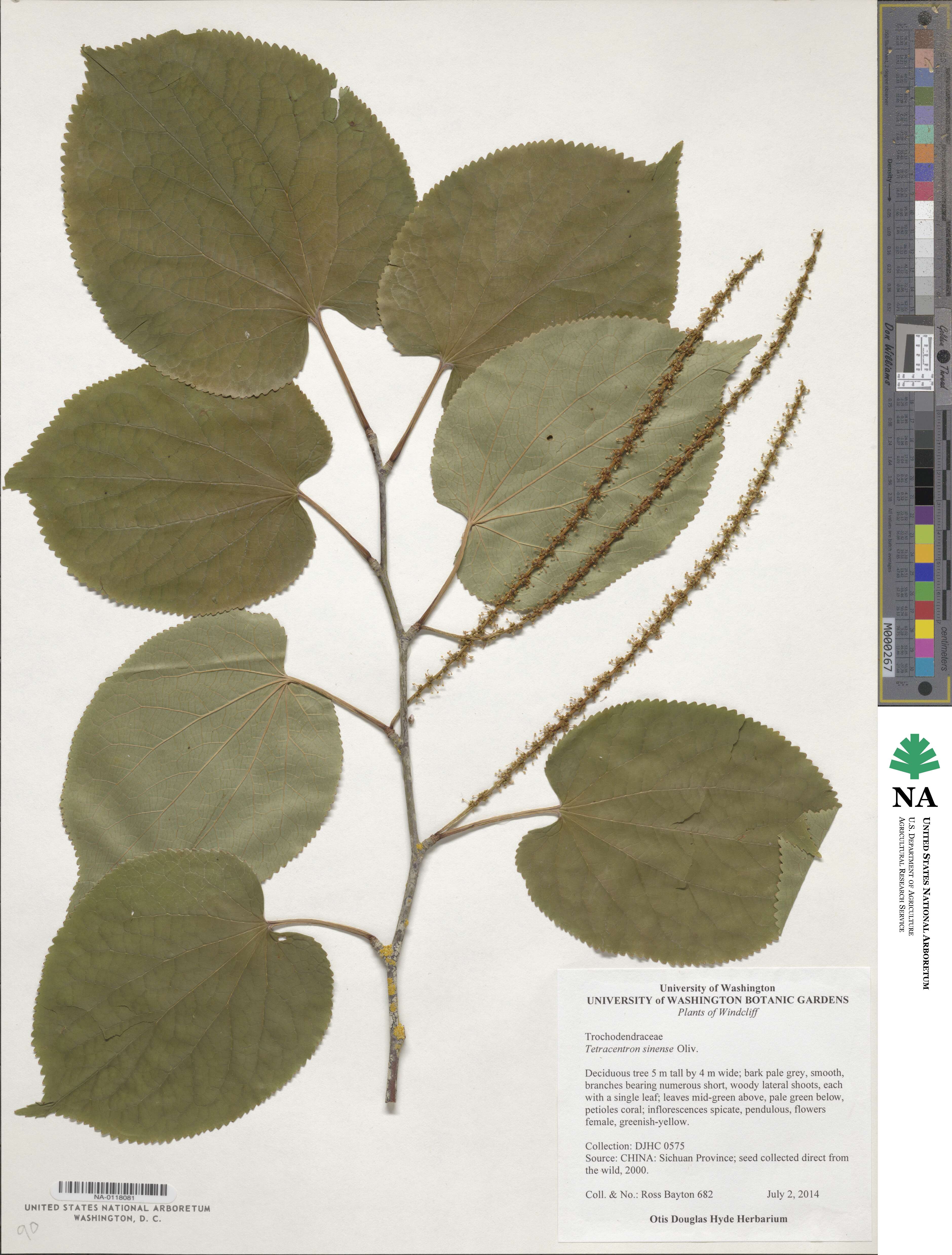 Trochodendraceae image