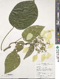 Image of Hydrangea megalocarpa