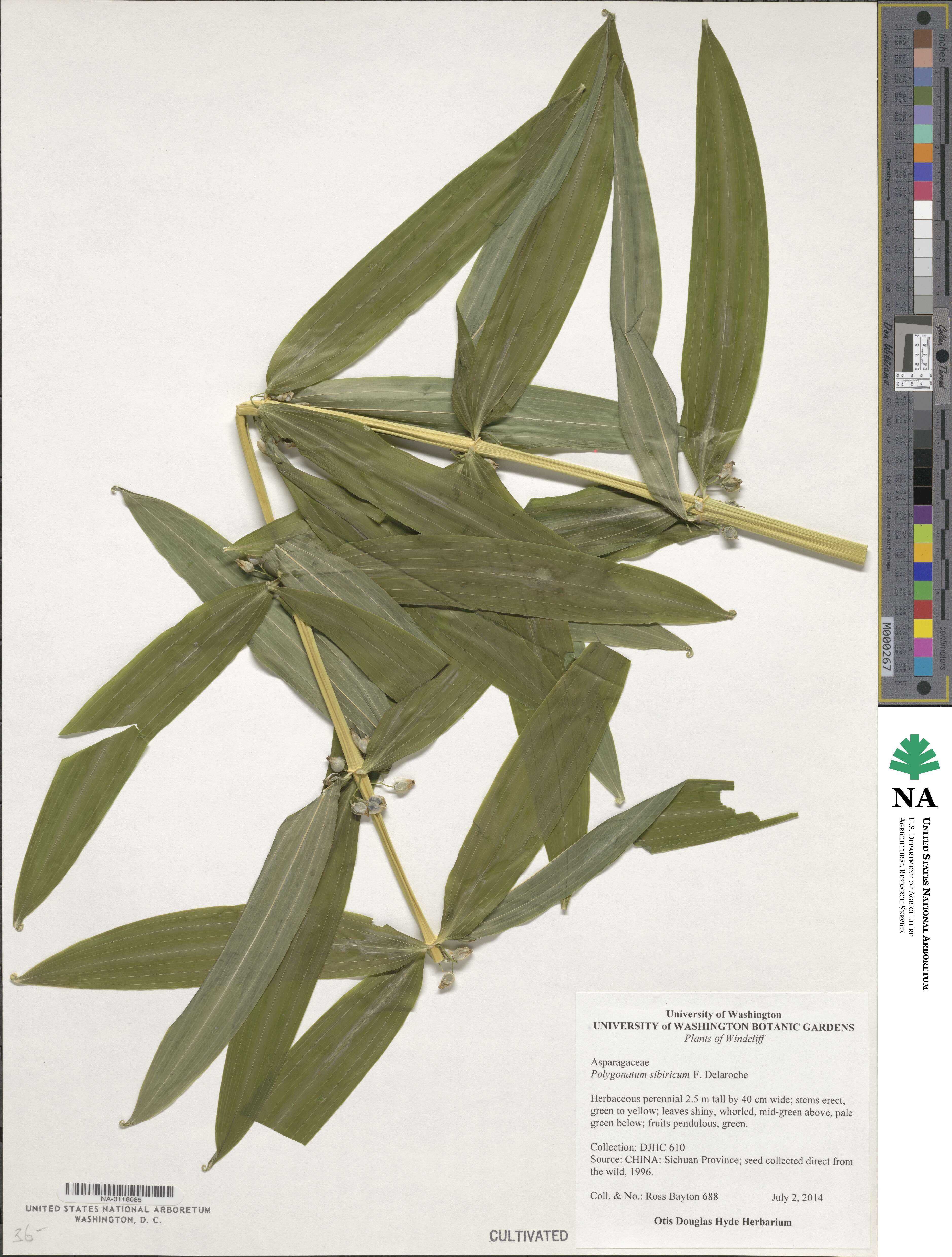 Polygonatum sibiricum image