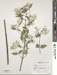 Deutzia setchuenensis image