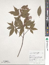 Image of Clethra kaipoensis