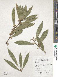 Laurus nobilis image