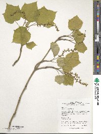 Acer tegmentosum image