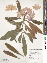 Rhododendron japonoheptamerum image