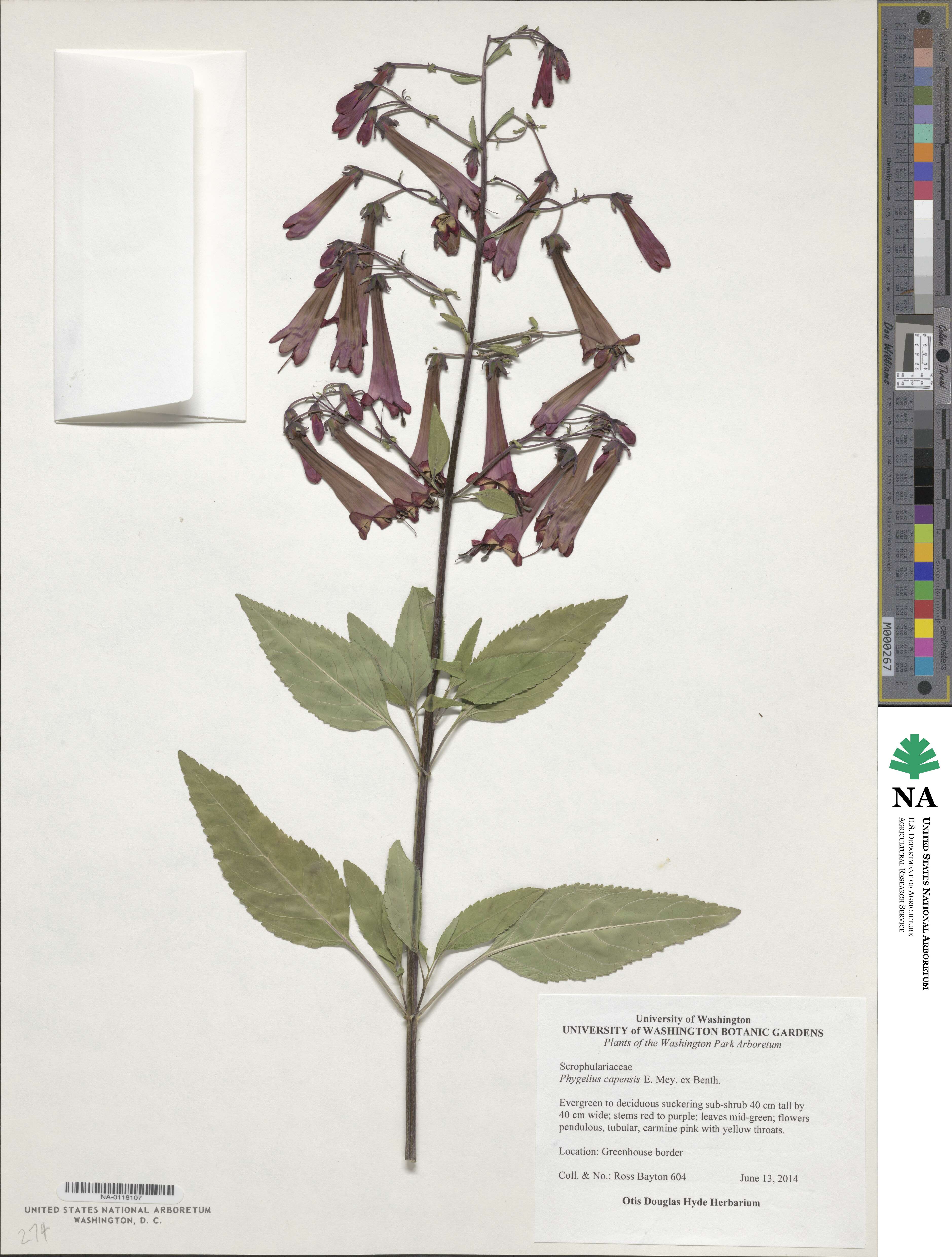 Phygelius capensis image