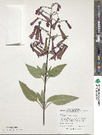 Phygelius capensis image