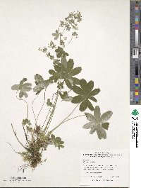 Image of Alchemilla alpina