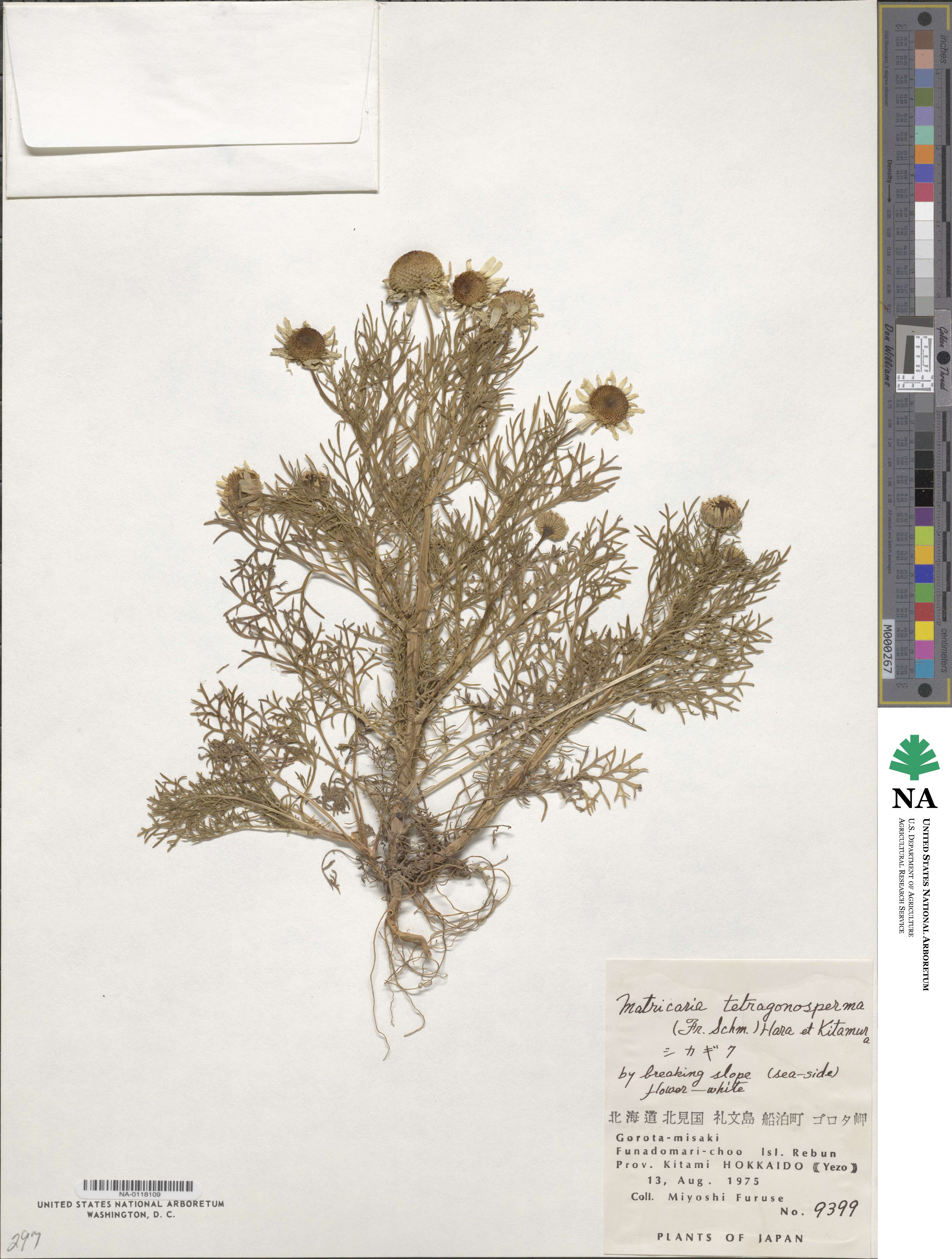 Tripleurospermum tetragonospermum image