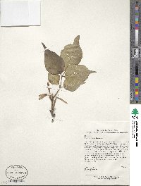 Fraxinus chinensis image