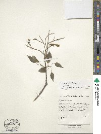 Syringa pubescens image