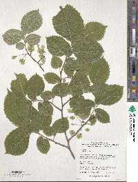 Ulmus laevis image