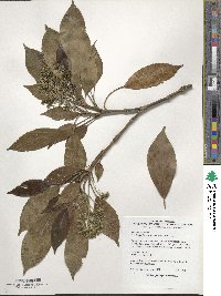 Trochodendron aralioides image