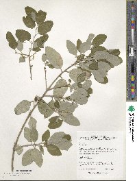 Quercus suber image