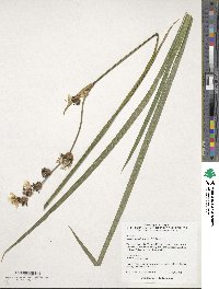 Image of Libertia grandiflora