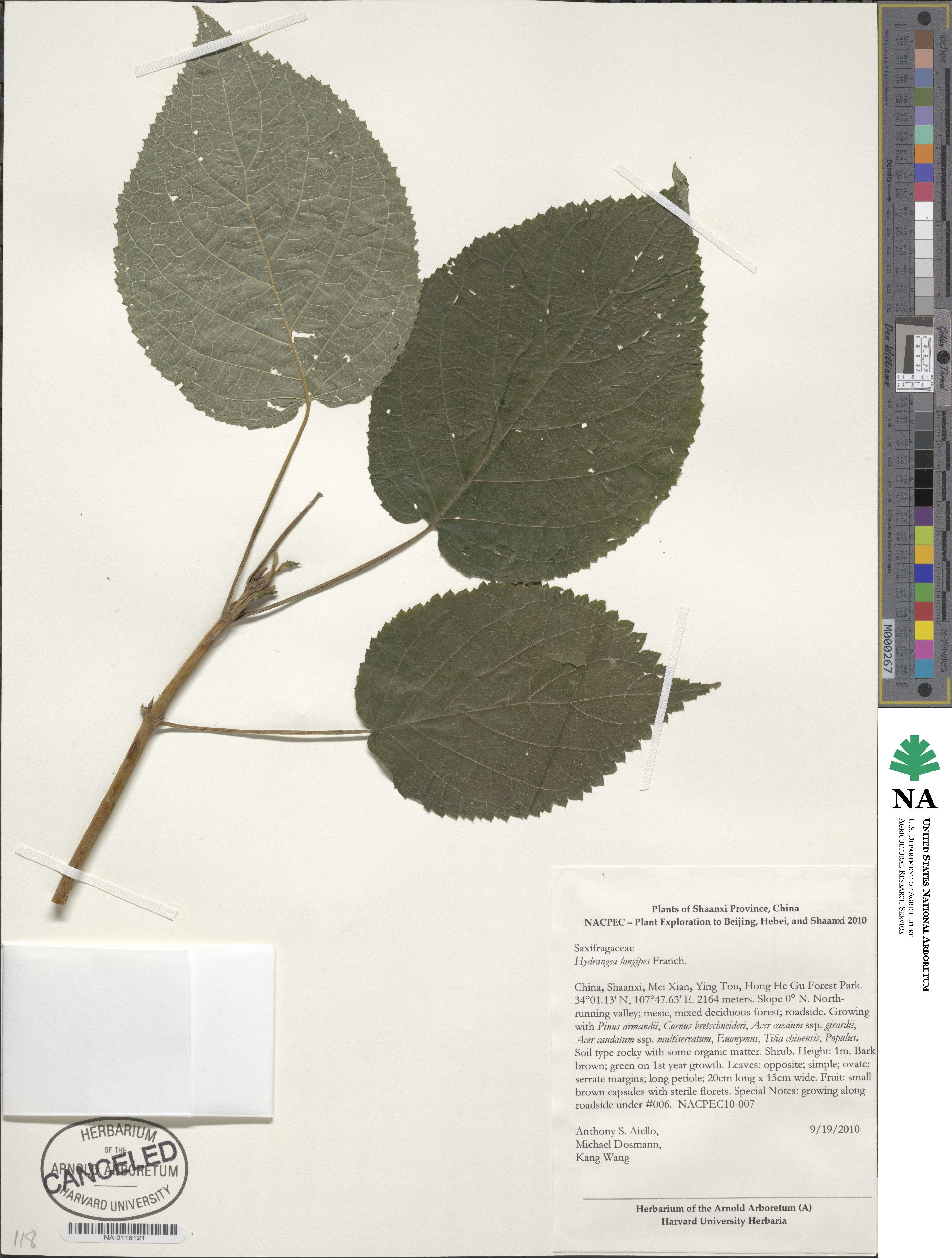 Hydrangea longipes image