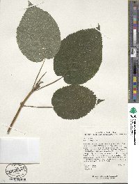 Hydrangea longipes image