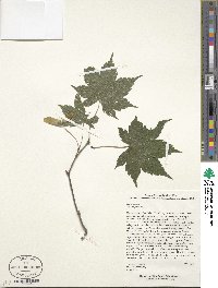 Acer duplicatoserratum image