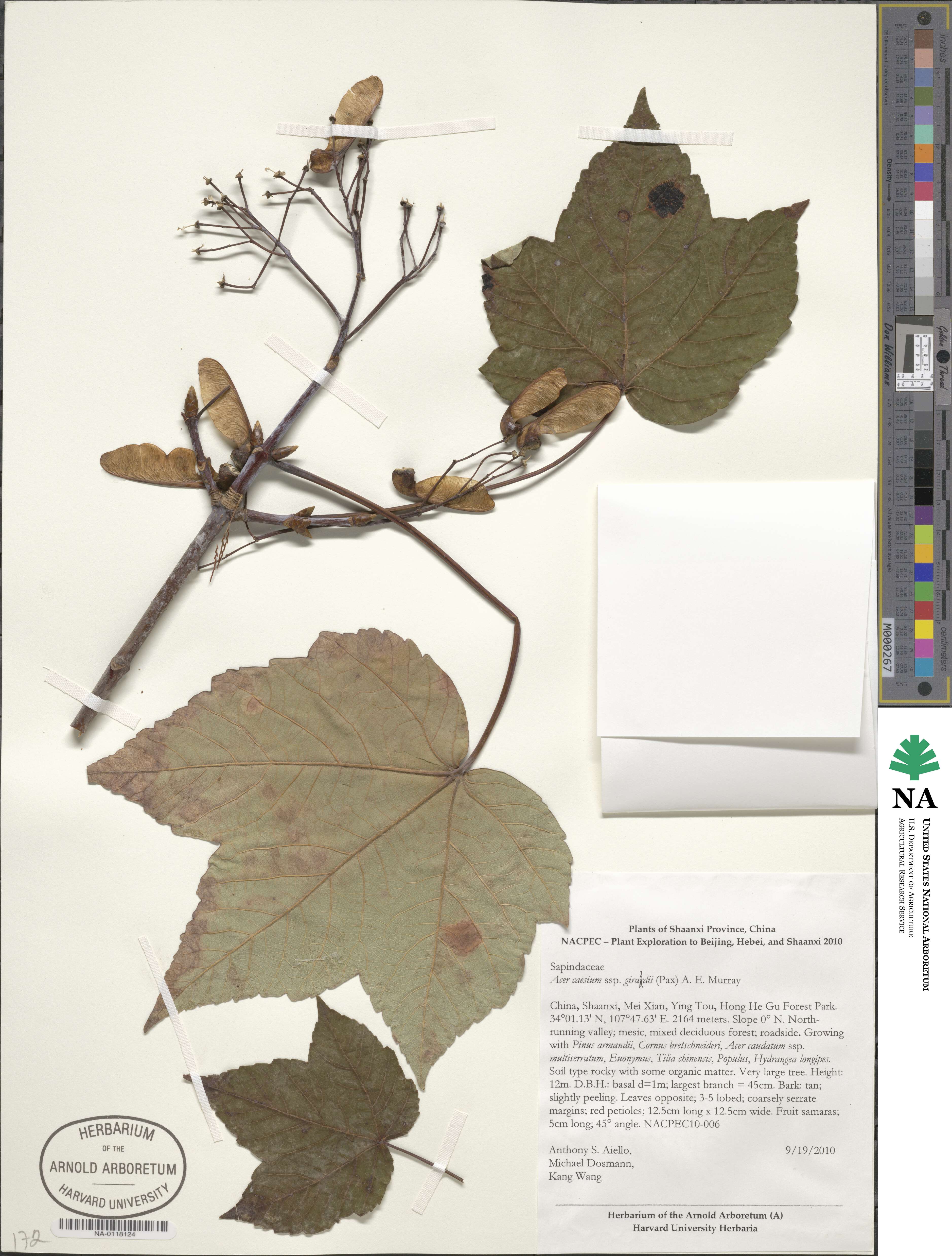 Acer caesium image