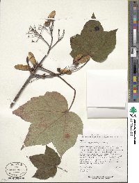 Acer caesium image