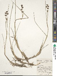 Image of Scheuchzeria palustris