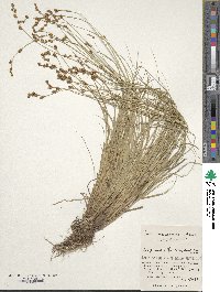 Carex nemurensis image