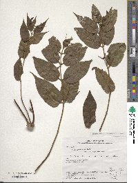 Lonicera acuminata image