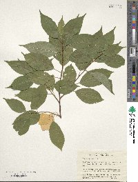 Prunus pensylvanica image