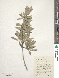 Shepherdia argentea image