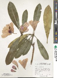 Rhododendron praevernum image