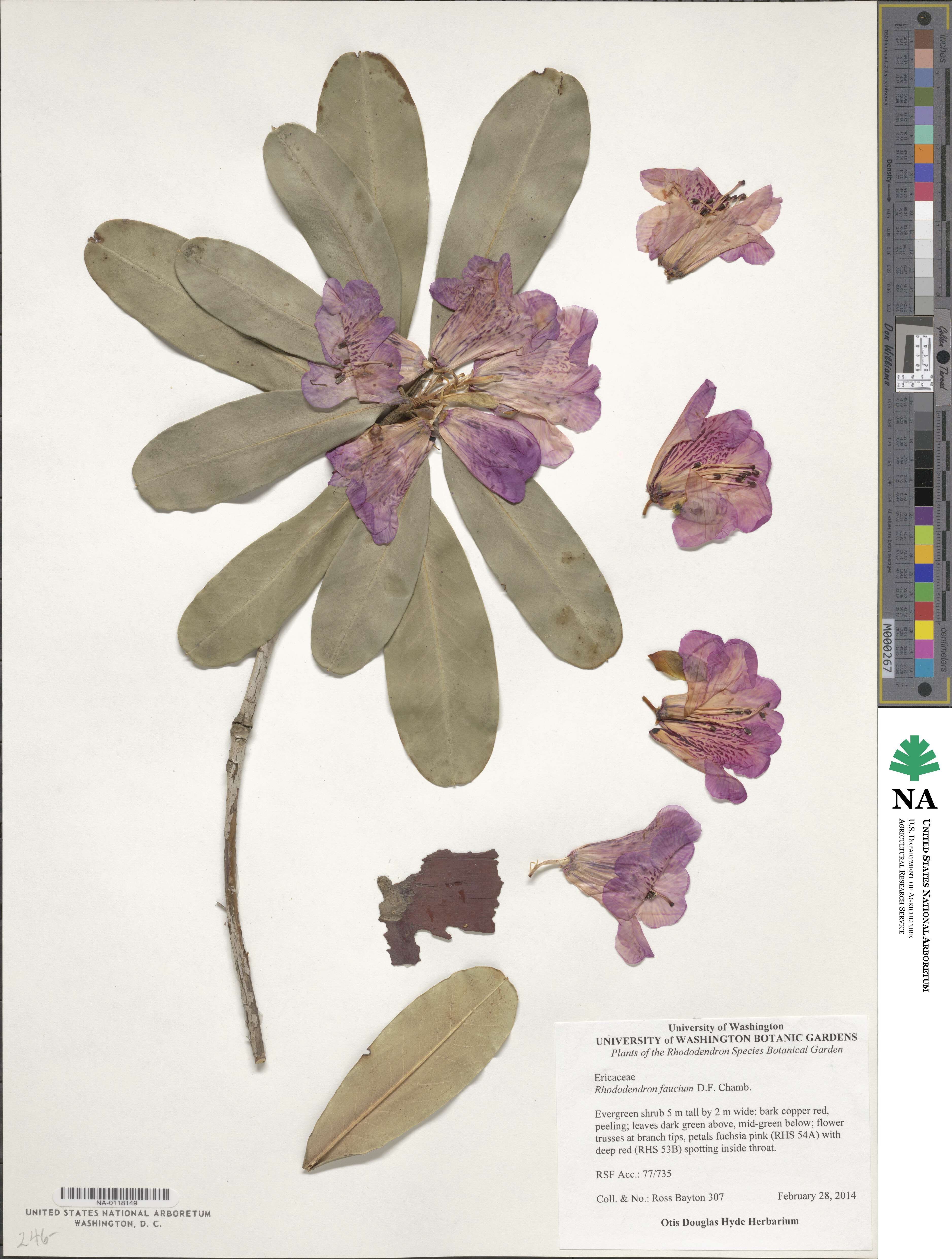 Rhododendron faucium image