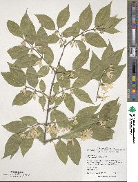 Lonicera maackii image