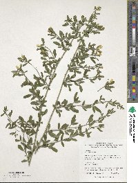 Chrysojasminum fruticans image