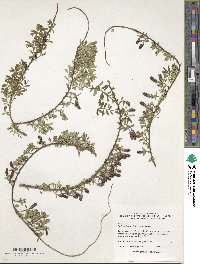 Salix lindleyana image