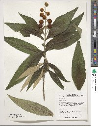 Image of Buddleja globosa