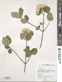 Viburnum carlesii var. bitchiuense image