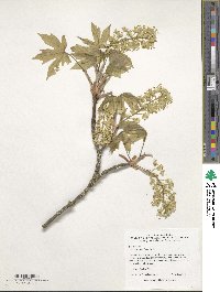 Acer macrophyllum image