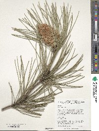 Pinus pinaster image