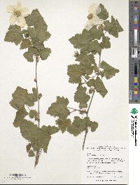 Rubus neomexicanus image