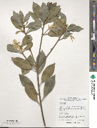 Illicium anisatum image