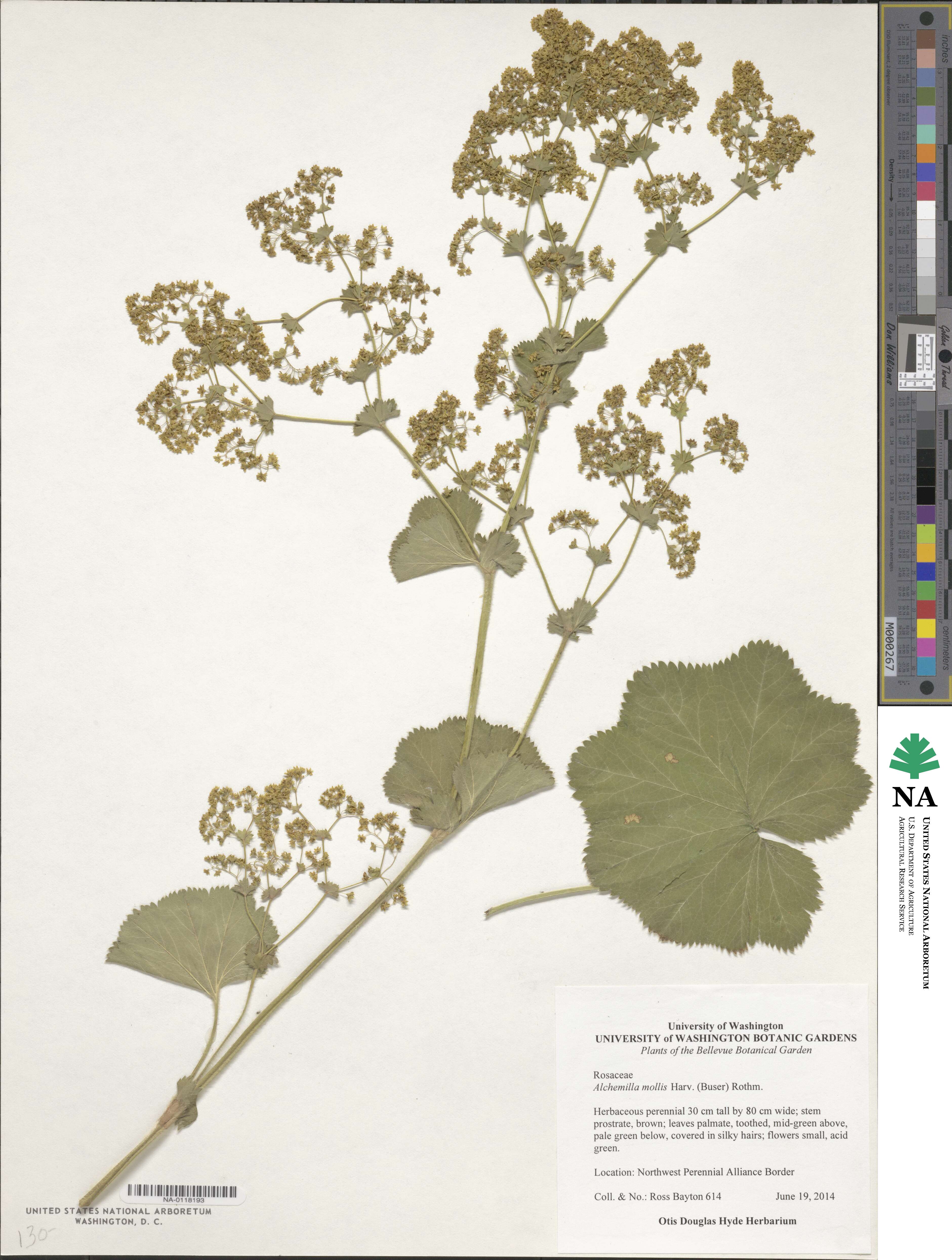 Alchemilla mollis image