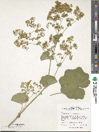 Image of Alchemilla mollis