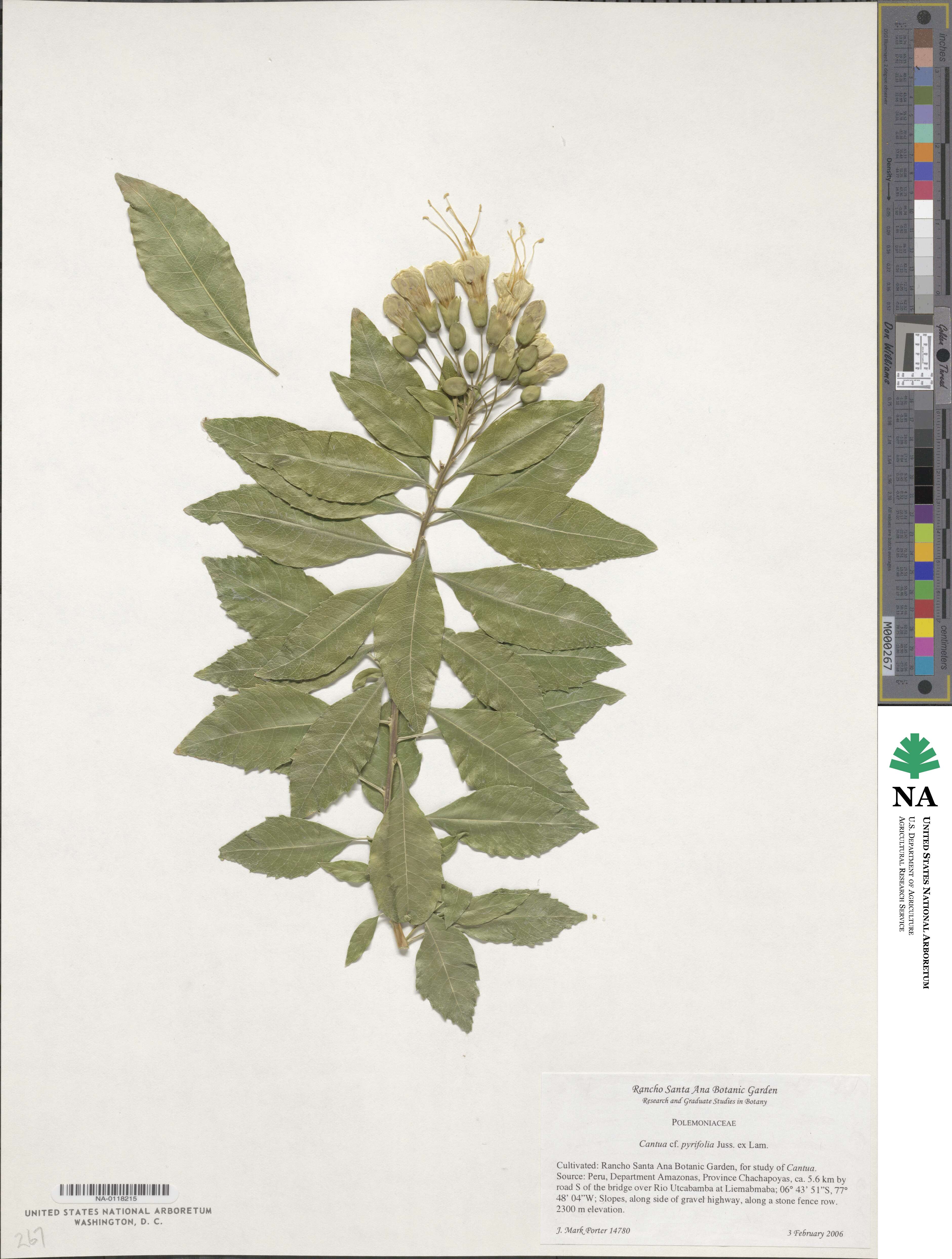 Cantua pyrifolia image