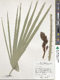 Chamaerops humilis image