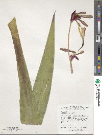 Beschorneria yuccoides image