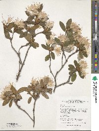 Rhododendron racemosum image